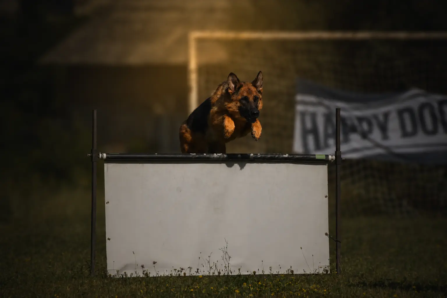 Kelliy von Hingabe — Phase B obedience, IGP exam