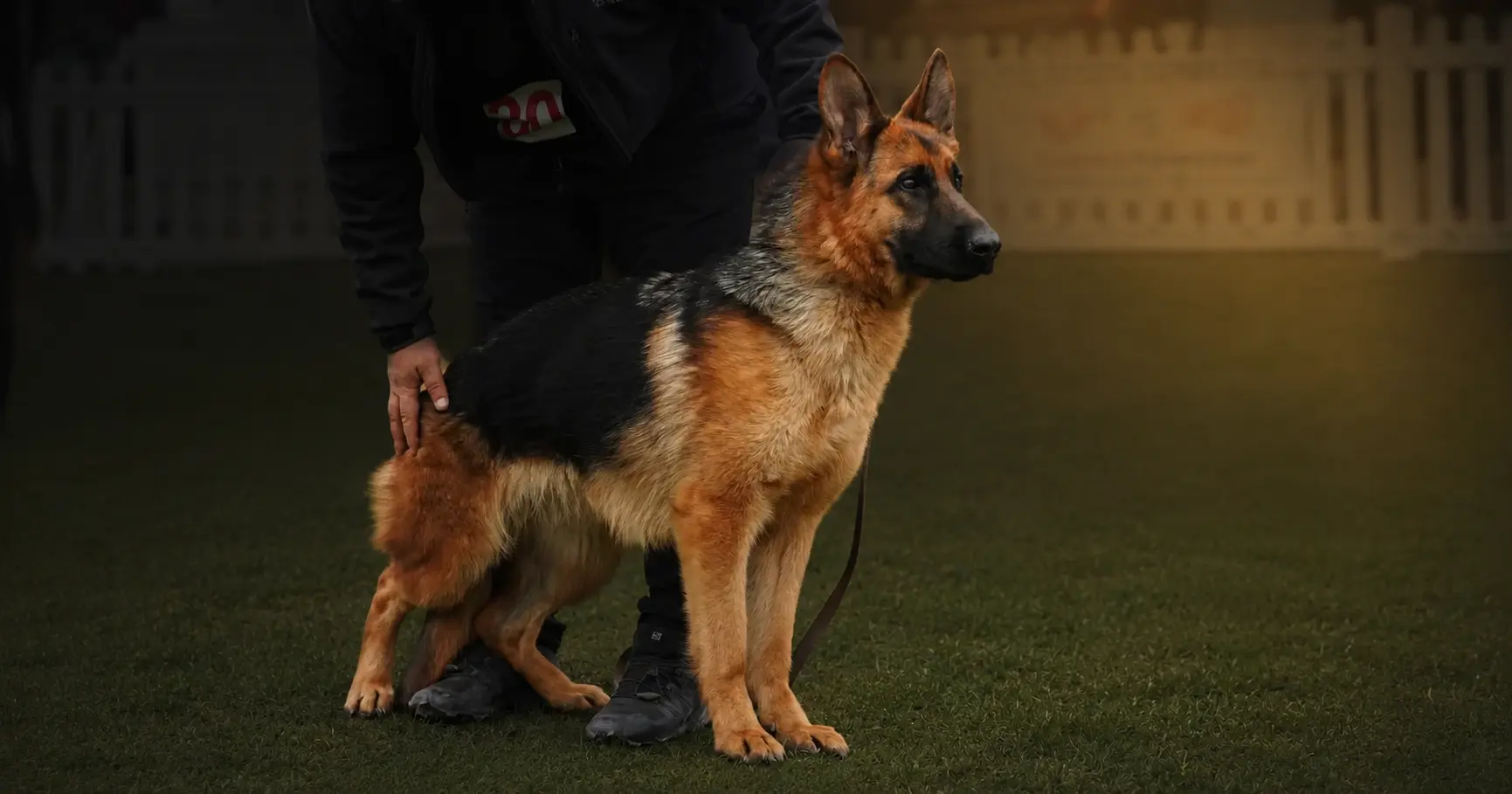Kelliy von Hingabe portrait — German Shepherd female