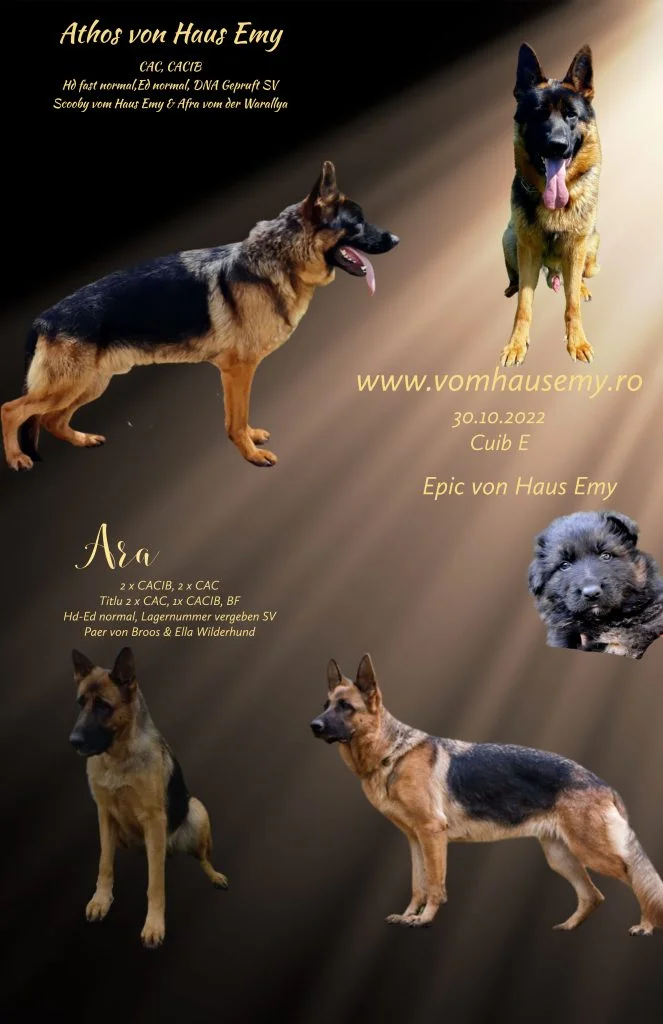 German Shepherd mating record — Athos von Haus Emy, 09/02/2022