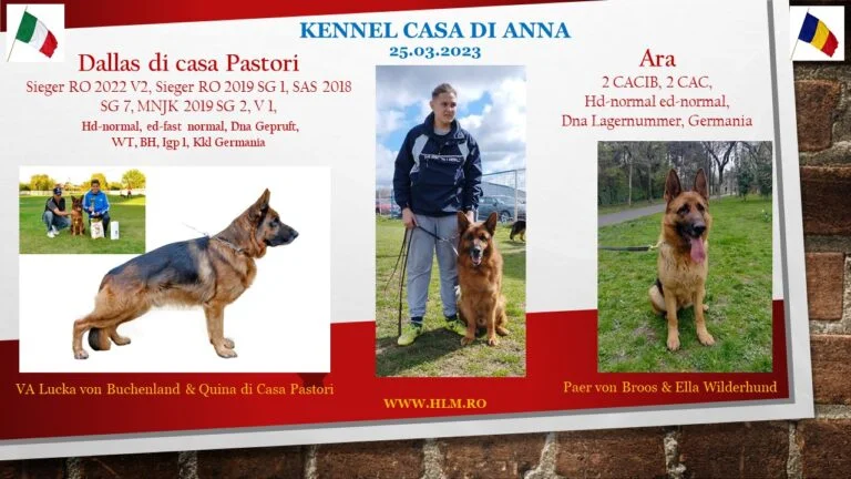 German Shepherd mating record — Dallas di Casa Pastori, 03/26/2023