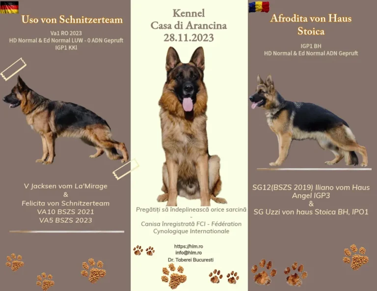 German Shepherd mating record — Uso von Schnizerteam, 09/30/2023