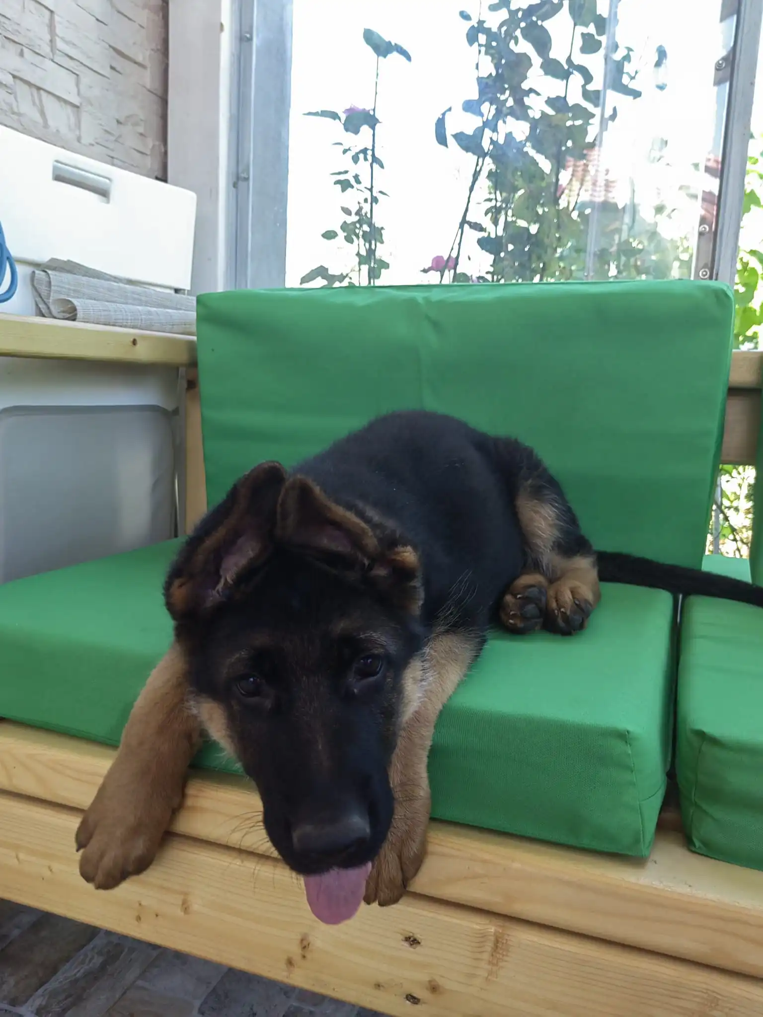 German Shepherd puppies litter A — Casa Arancina