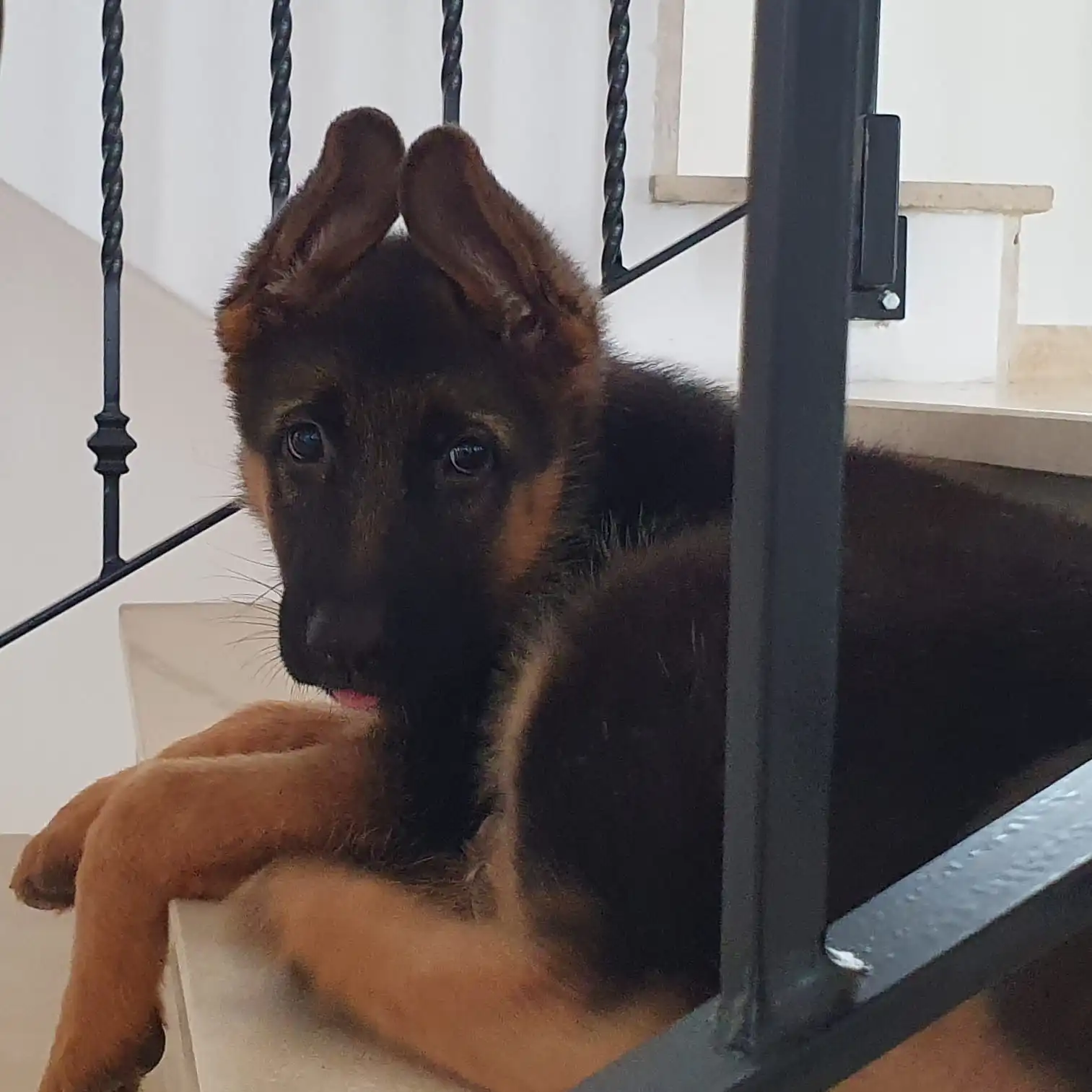 German Shepherd puppies litter A — socialization