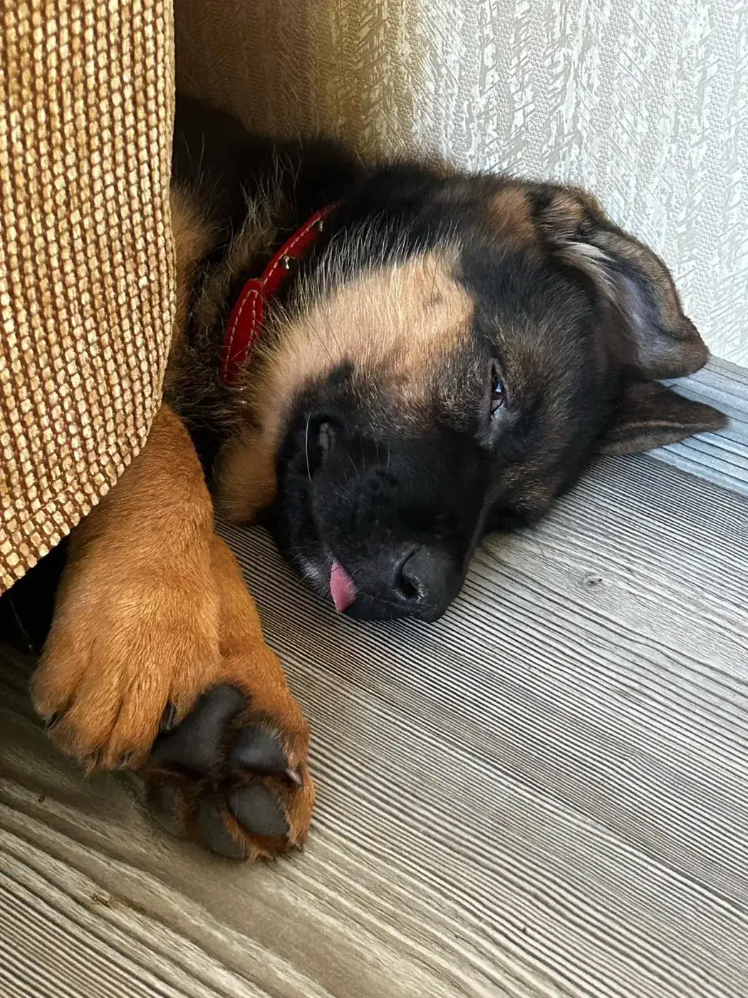 German Shepherd puppies litter A — 6 weeks old