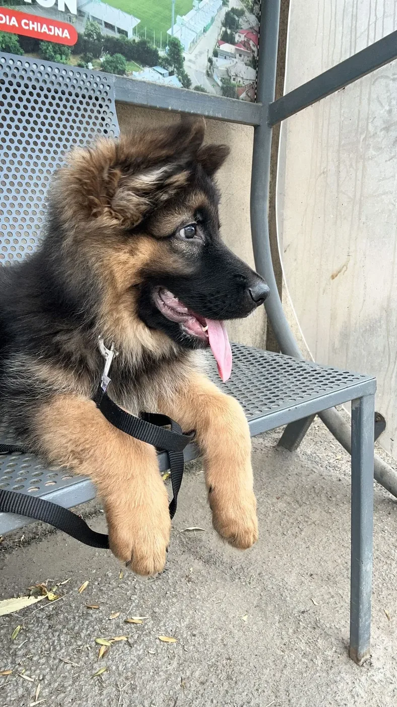 German Shepherd puppies — early development