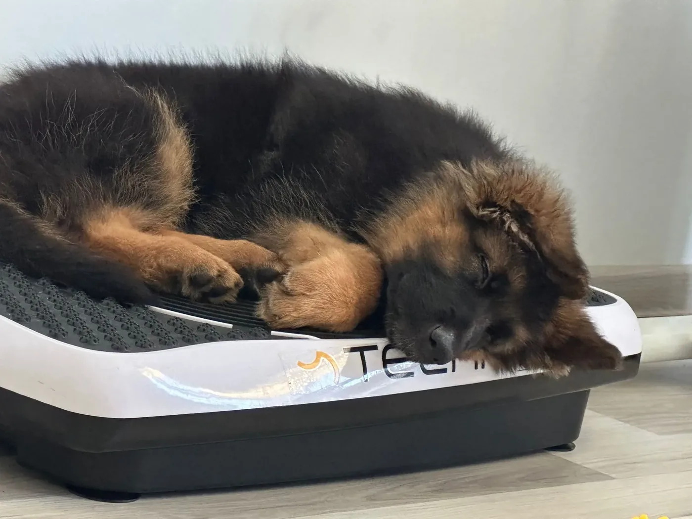 German Shepherd puppies — Casa Arancina family